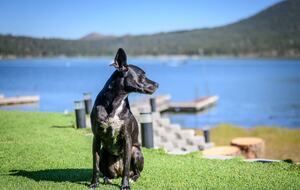 Pet Friendly Property