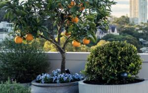 Stylish 1 Bedroom Penthouse with Large Terrace - Edgecliff, Australia