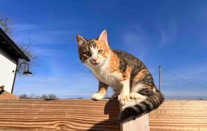 Hocking Hills Private Resort with Vineyard - New Plymouth, Ohio