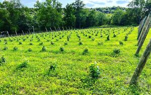 Hocking Hills Private Resort with Vineyard - New Plymouth, Ohio
