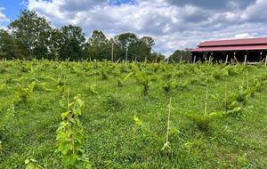 Hocking Hills Private Resort with Vineyard - New Plymouth, Ohio