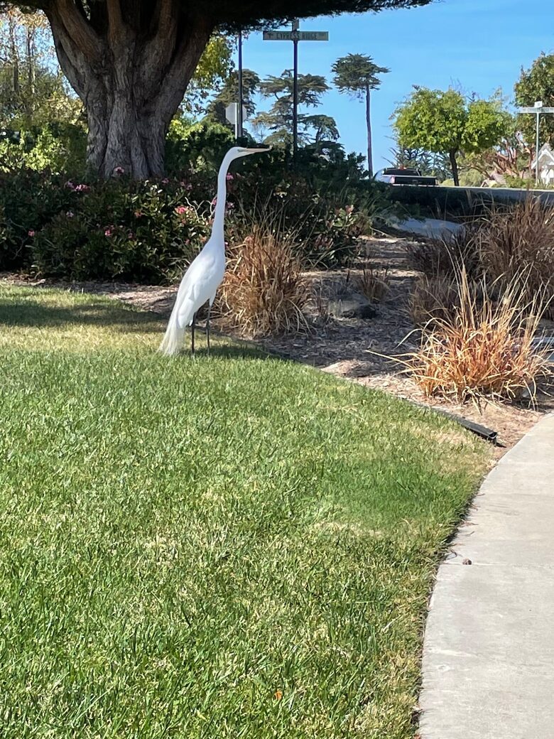 Contemporary Comfort in Arroyo Grande’s Gated Oasis - Arroyo Grande, California
