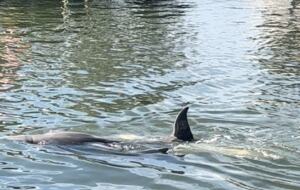 Waterfront Hideaway | With Tiki Bar, Pool, Dock, Beach - Cocoa Beach, Florida