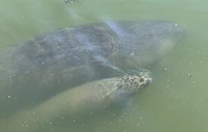 Waterfront Hideaway | With Tiki Bar, Pool, Dock, Beach - Cocoa Beach, Florida