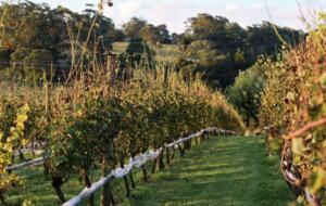 Cupitt's Estate | The Farmhouse - Ulladulla, Australia