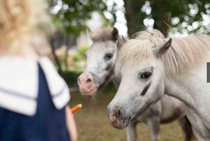 Our miniature ponies love interacting with guests