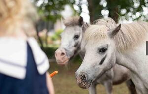 Our miniature ponies love interacting with guests