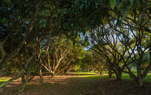 Lomani - Farrants Hill, Australia
