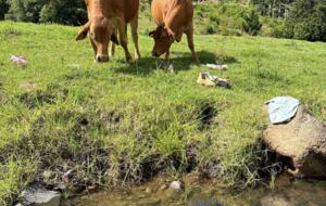 The Illinbah Farmhouse - Illinbah, Australia