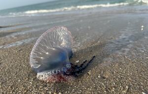 Riverside Bliss with Beach Access in Melbourne Beach - Melbourne Beach, Florida