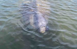 Waterfront St. Pete Retreat with Pool and Dock - St Petersburg, Florida