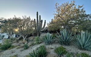 Front yard desert landscaping