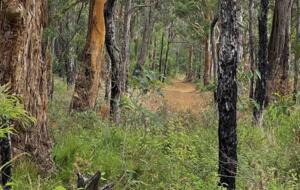 Coralwood Cottage in Native Garden Landscape - North Bornholm, Australia