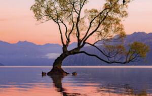 That Wanaka Tree House | BEST Lake Front Location - Wānaka, New Zealand