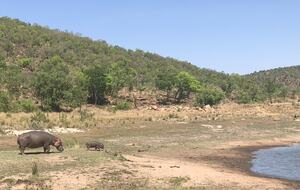 Big Five Game Lodge Tsheshepe - Vaalwater, South Africa