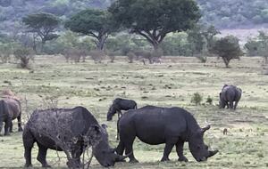 Big Five Game Lodge Tsheshepe - Vaalwater, South Africa