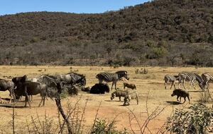 Big Five Game Lodge Tsheshepe - Vaalwater, South Africa