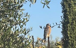 Petaluma One of a Kind Vineyard Residence - Petaluma, California