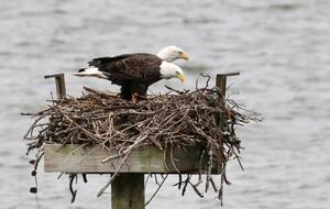 American Bald Eagles are frequent visitors at Elm Bank