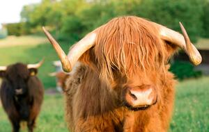 OUR HIGHLAND FRIENDS