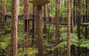 REDWOOD TREE TOP WALK
