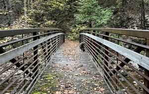 Tranquil Cabin Hideaway Near Wardensville’s Charm - Wardensville, West Virginia