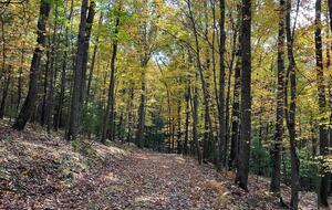 Tranquil Cabin Hideaway Near Wardensville’s Charm - Wardensville, West Virginia