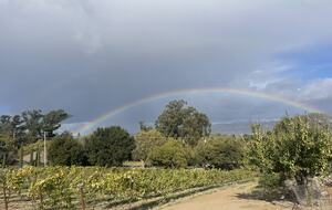 Petaluma One of a Kind Vineyard Residence - Petaluma, California