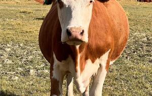 Riverside Majesty | An Elegant Escape in Panguitch - Panguitch, Utah