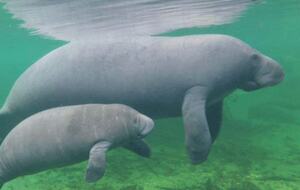 Serene Canal-Front Haven with Private Dock and Manatee Views - Tampa, Florida