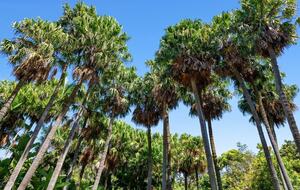 Secluded Oasis of Coastal Luxury Overlooking Bilgola Beach - Bilgola Beach, Australia