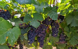 Charming Farmhouse on 30 Acre Vineyard - Healdsburg, California