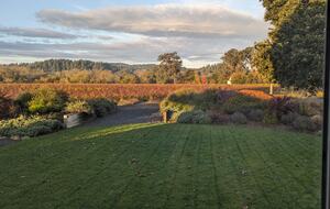 Charming Farmhouse on 30 Acre Vineyard - Healdsburg, California