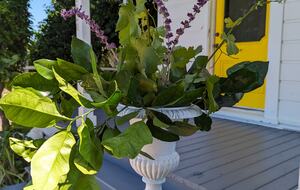 Charming Farmhouse on 30 Acre Vineyard - Healdsburg, California