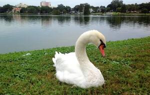 Historic Charm in the Heart of Lakeland - Lakeland, Florida