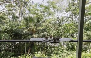 Rainforest Meets the Reef | A Tropical Sanctuary in Trinity Beach - Cairns, Australia