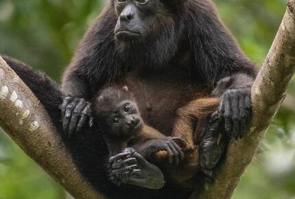 Jungle Charm Near the Coast - Playas del Coco, Costa Rica