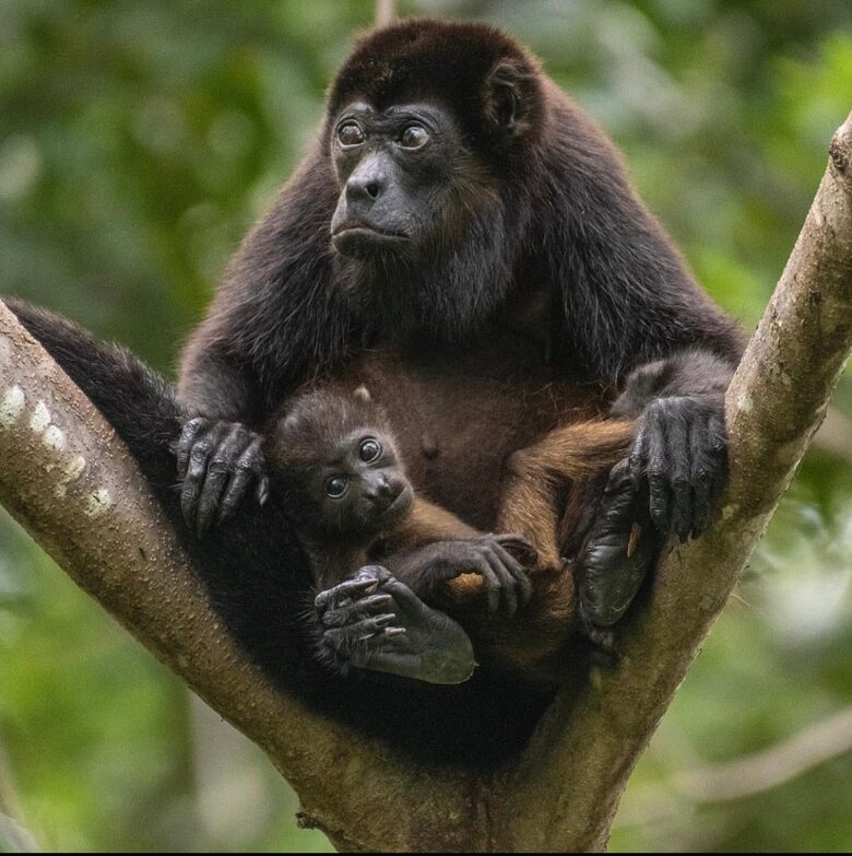 Jungle Charm Near the Coast - Playas del Coco, Costa Rica