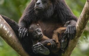 Jungle Charm Near the Coast - Playas del Coco, Costa Rica