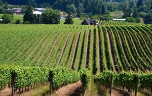 Wine Country Escape in the Heart of Carlton - Carlton, Oregon