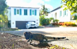 Elevated Island Carriage House with Stunning Views - Cruz Bay, Virgin Islands, U.S.