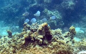 Caribbean Rhapsody Villa - Island Harbour, Anguilla