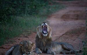 Lubbesrust Boutique Lodge - Tuli Block, Botswana