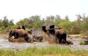 Lubbesrust Boutique Lodge - Tuli Block, Botswana