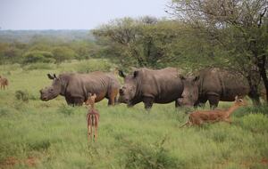 Lubbesrust Boutique Lodge - Tuli Block, Botswana