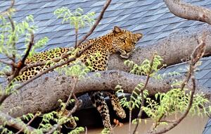 Lubbesrust Boutique Lodge - Tuli Block, Botswana