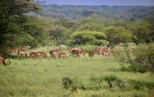 Lubbesrust Boutique Lodge - Tuli Block, Botswana