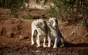 Lubbesrust Boutique Lodge - Tuli Block, Botswana