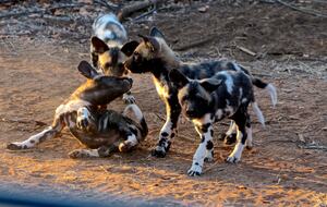 Lubbesrust Boutique Lodge - Tuli Block, Botswana