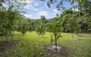 Villa Zena | Elegant Colonial-Style Escape Surrounded by Rainforest - Cape Tribulation, Australia